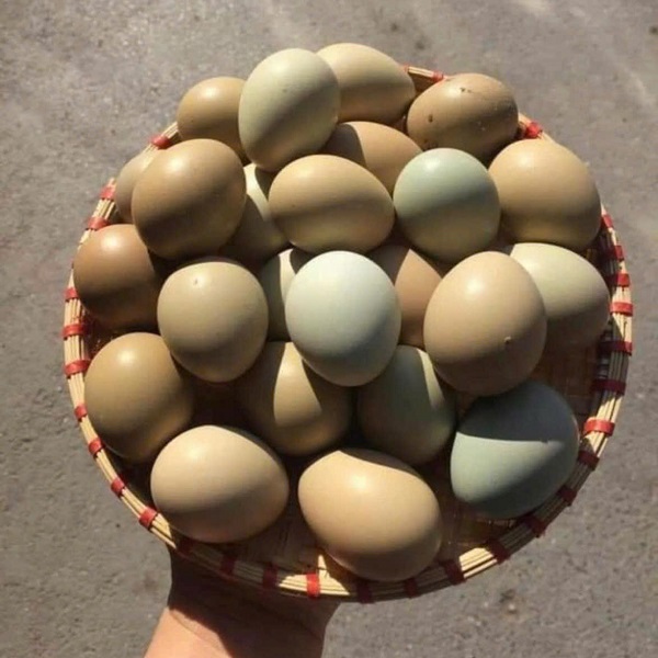 43